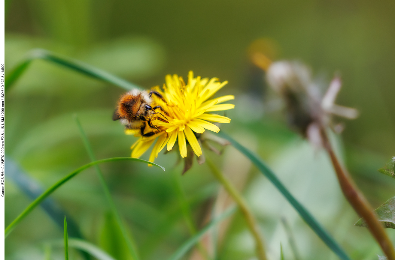 Löwenzahn [Taraxacum officinale] mit Besuch einer Hummel