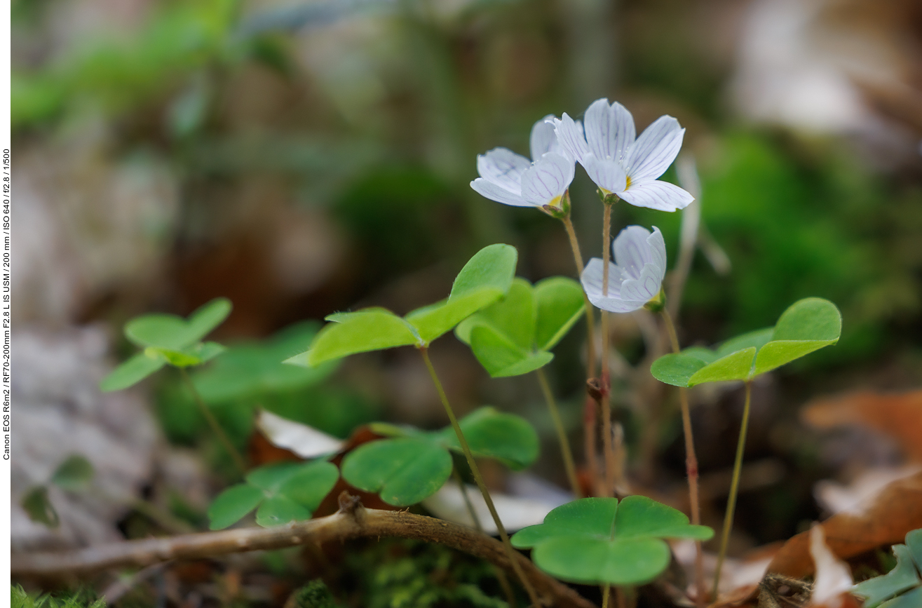 Waldsauerklee [Oxalis acetosella]