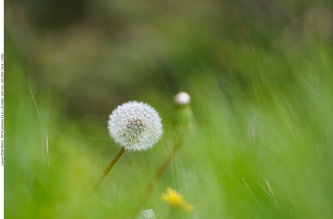 Löwenzahn [Taraxacum officinale]