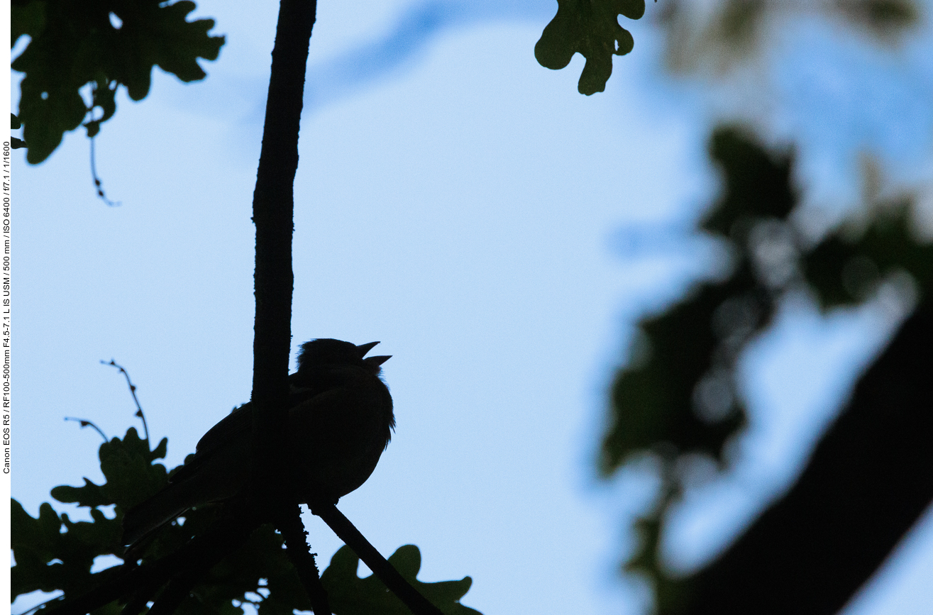 Singender Vogel