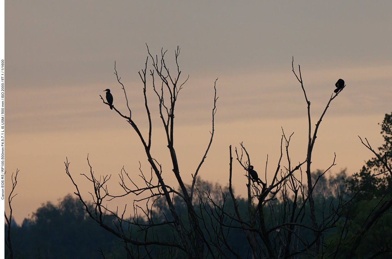 Kormorane [Phalacrocoracidae] auf einem kahlen Baum