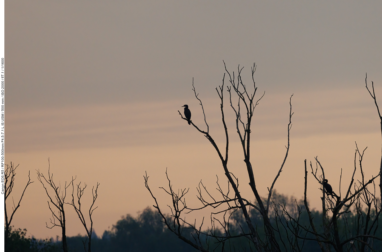 Kormorane [Phalacrocoracidae] auf einem kahlen Baum