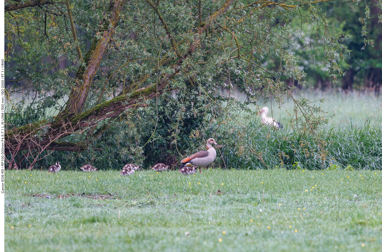 ... im Hintergrund ein Storch