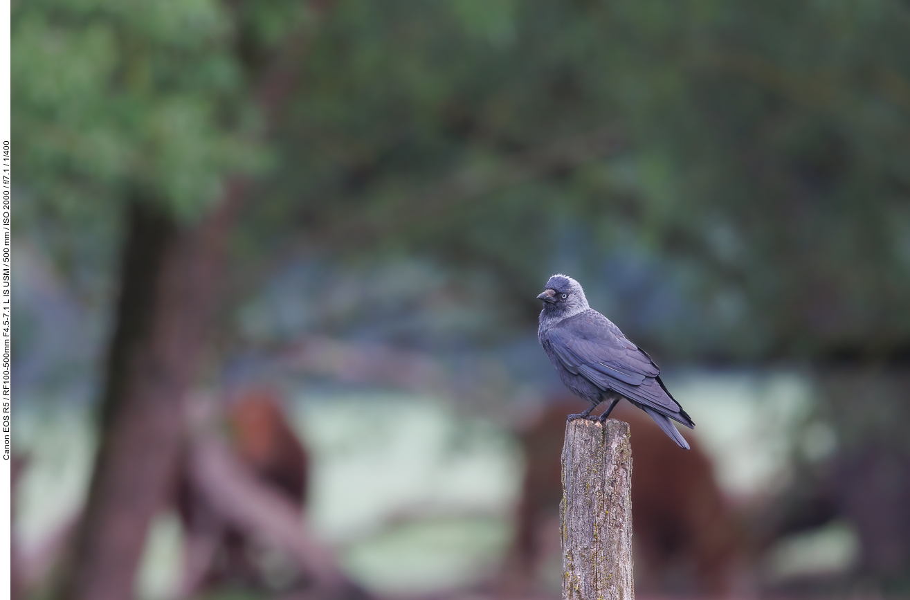 Dohle [Corvus monedula] auf einem Zaunpfahl