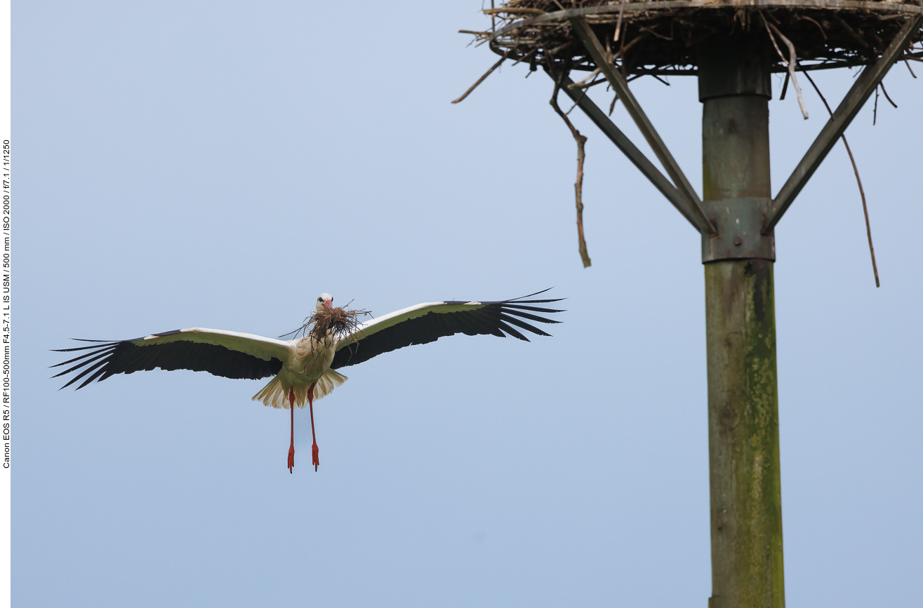 Anflug an das Nest ...