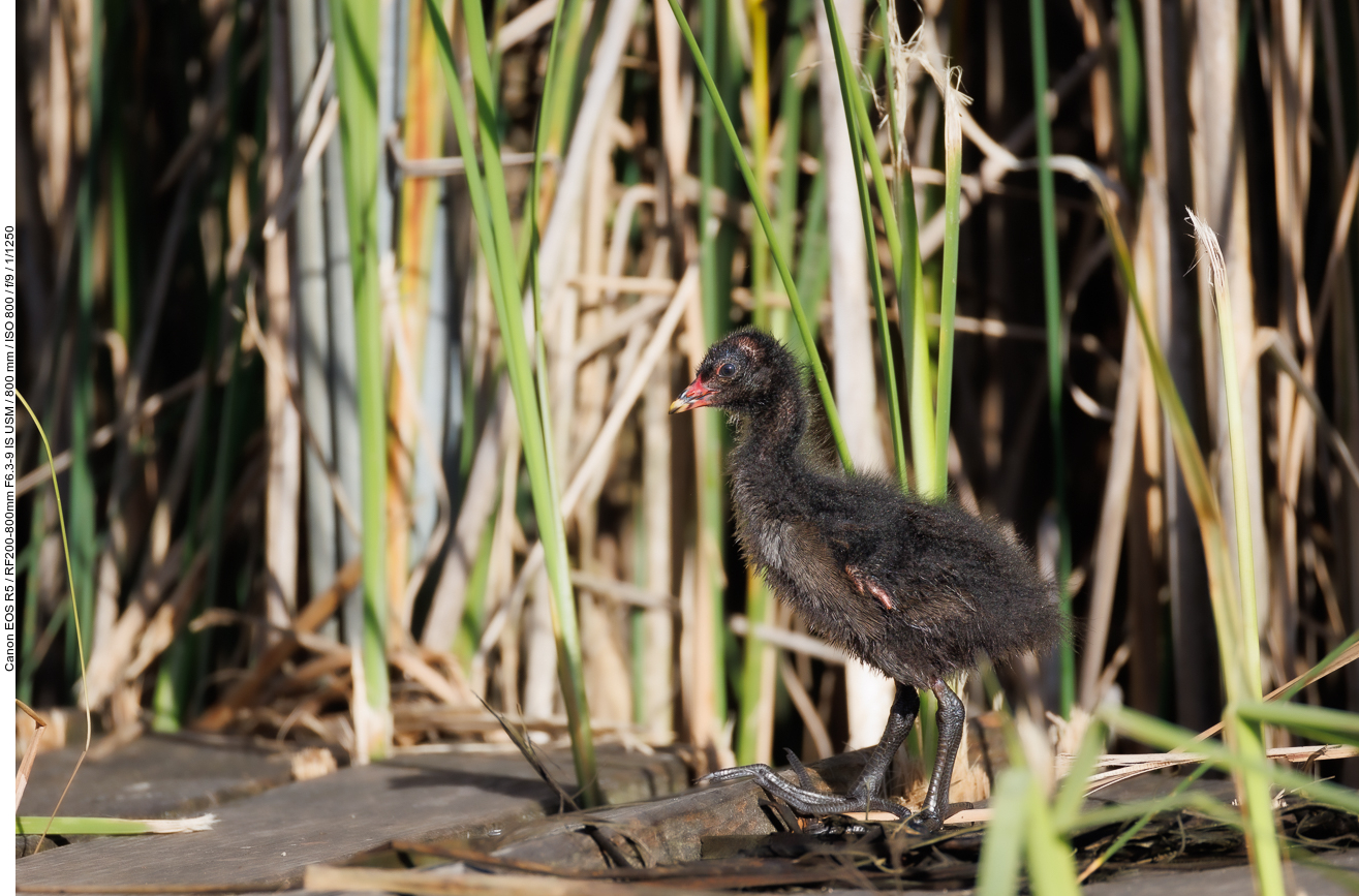 Noch ganz junges Teichhuhn/Teichralle [Gallinula chloropus]