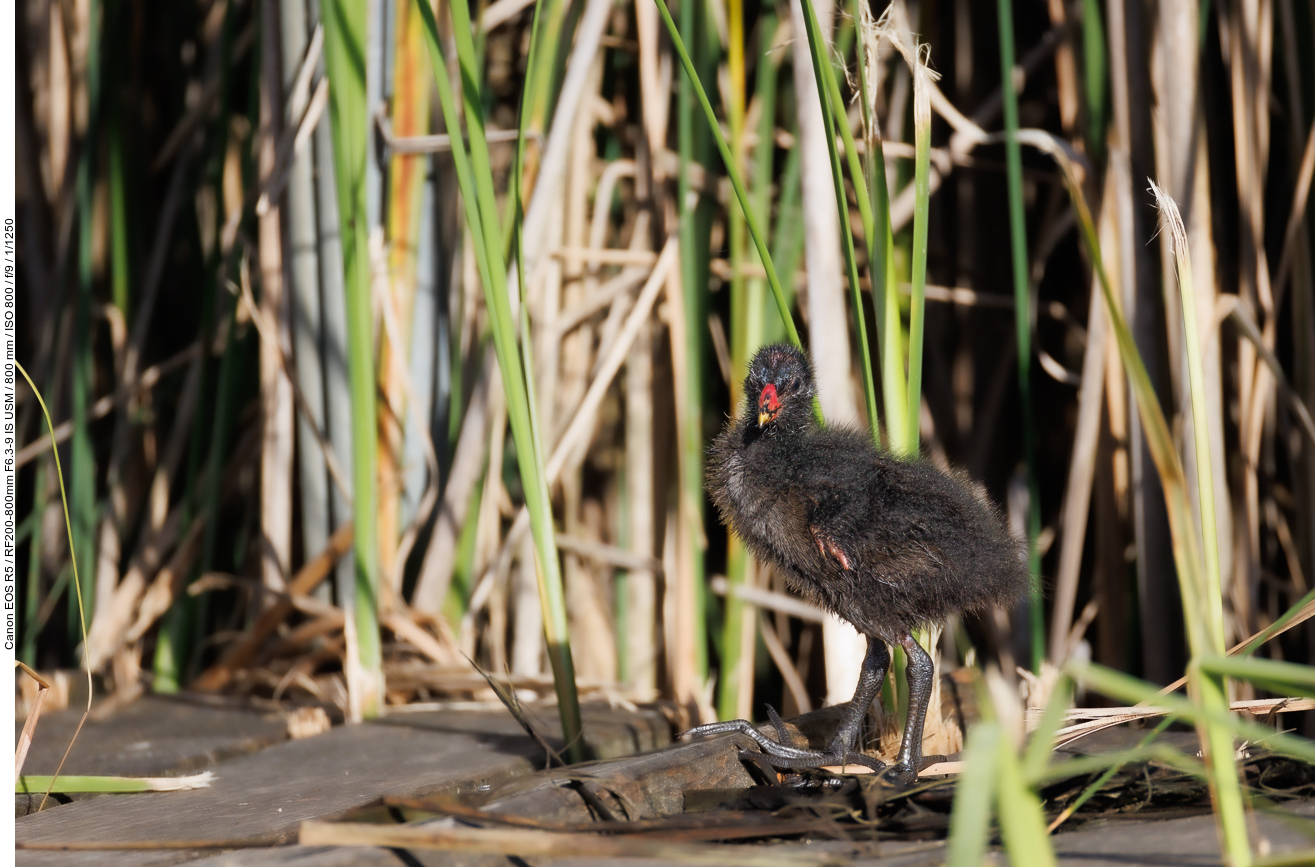 Noch ganz junges Teichhuhn/Teichralle [Gallinula chloropus]