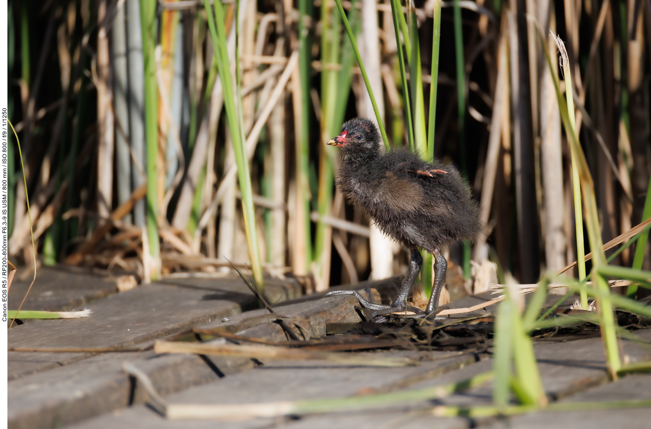 Noch ganz junges Teichhuhn/Teichralle [Gallinula chloropus]