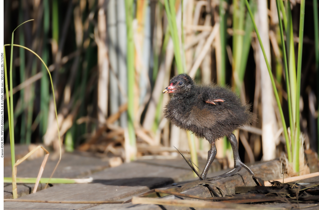 Noch ganz junges Teichhuhn/Teichralle [Gallinula chloropus]