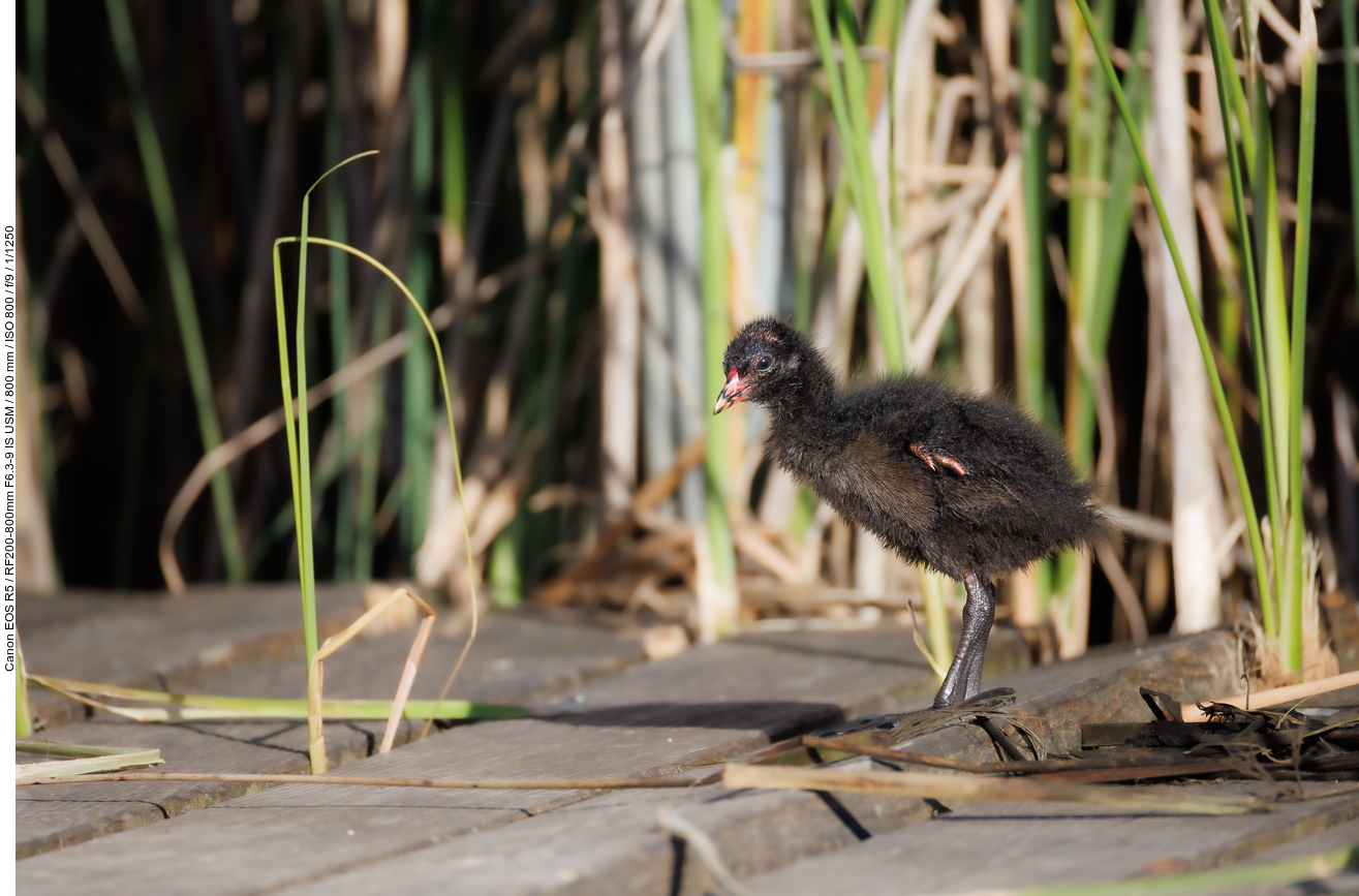 Noch ganz junges Teichhuhn/Teichralle [Gallinula chloropus]