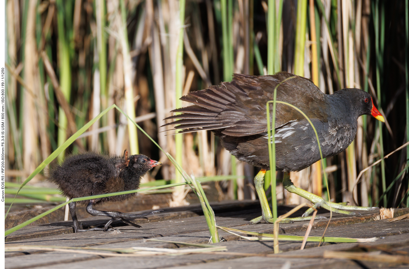 Mutterhuhn mit Kücken