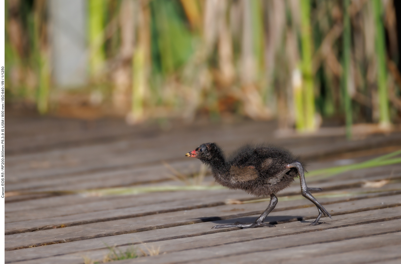 Noch ganz junges Teichhuhn/Teichralle [Gallinula chloropus]