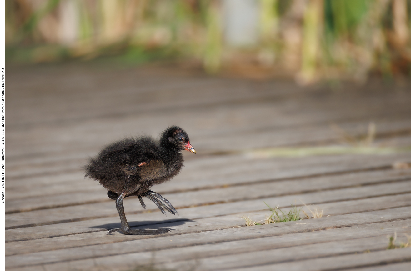 Noch ganz junges Teichhuhn/Teichralle [Gallinula chloropus]