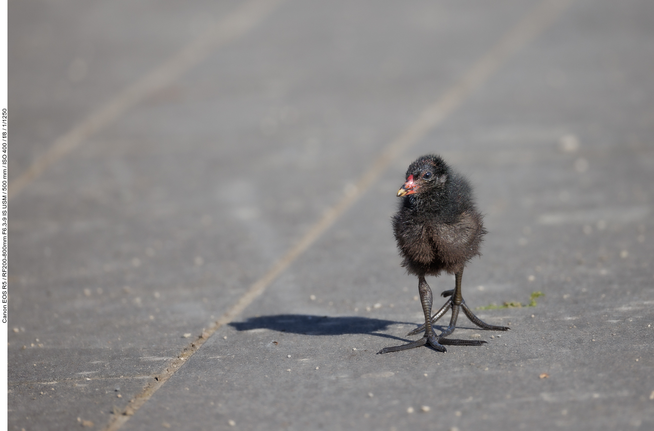 Noch ganz junges Teichhuhn/Teichralle [Gallinula chloropus]