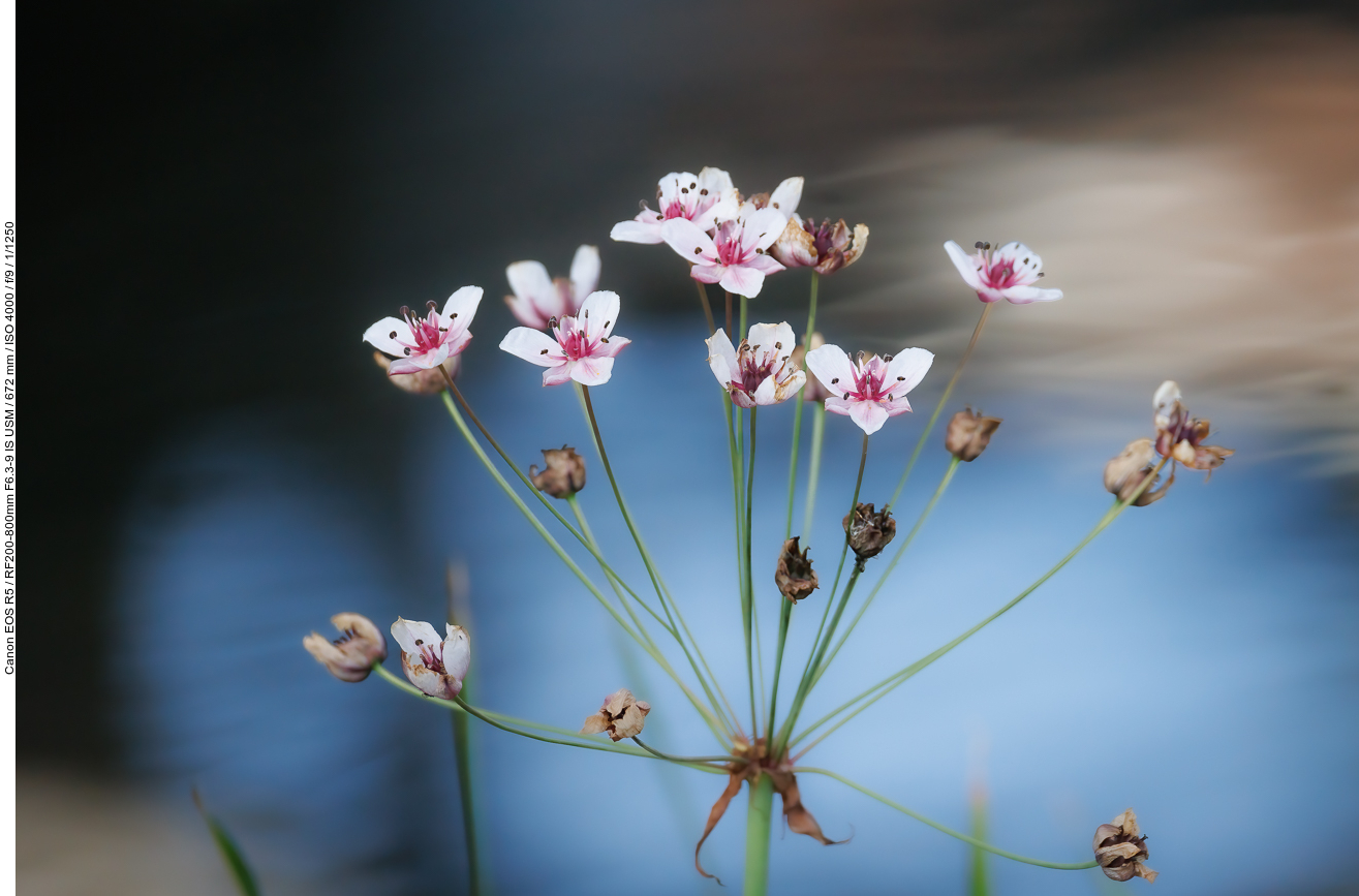 Schwanenblume [Butomus umbellatus]