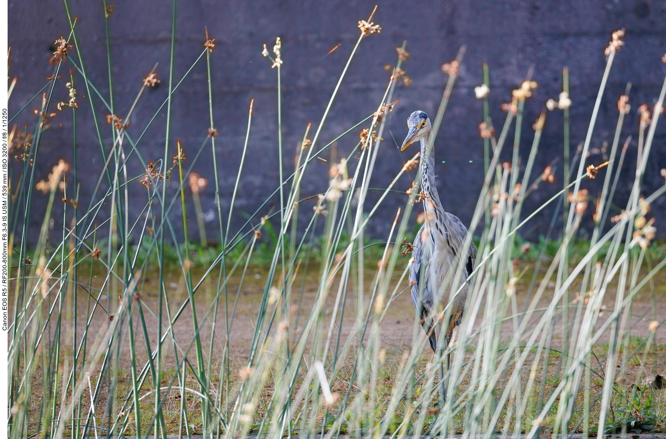 Graureiher [Ardea cinerea]