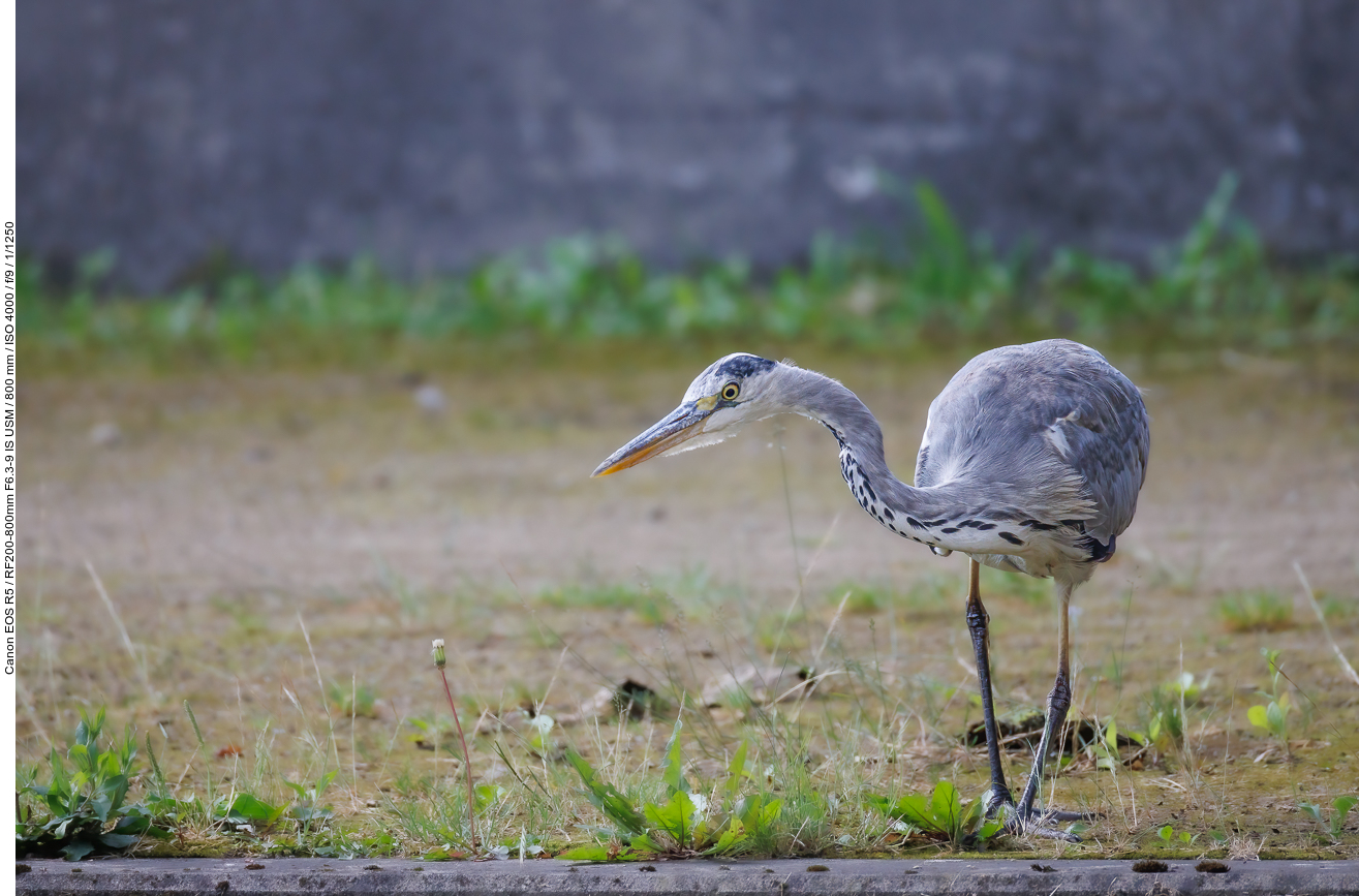 Graureiher [Ardea cinerea]