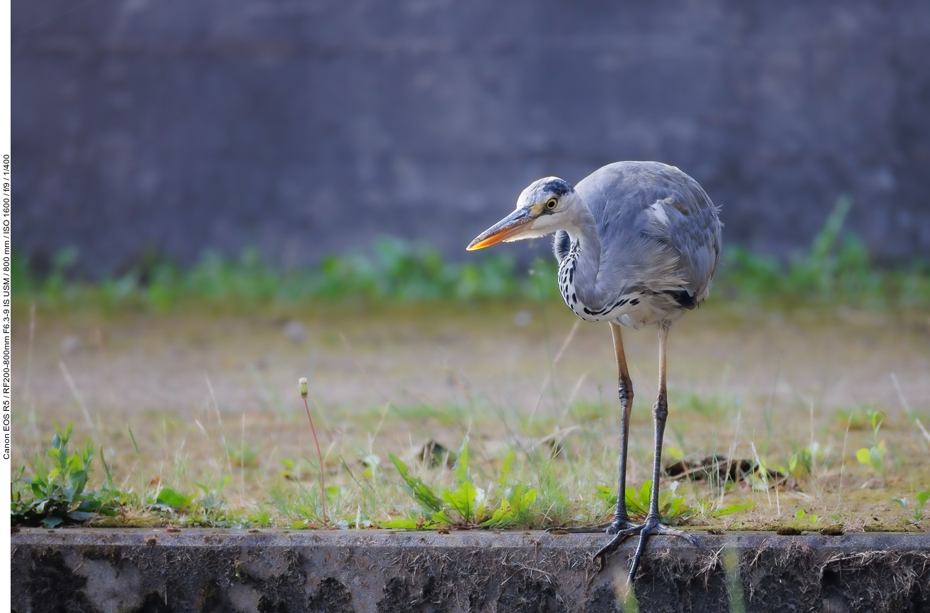 Graureiher [Ardea cinerea]