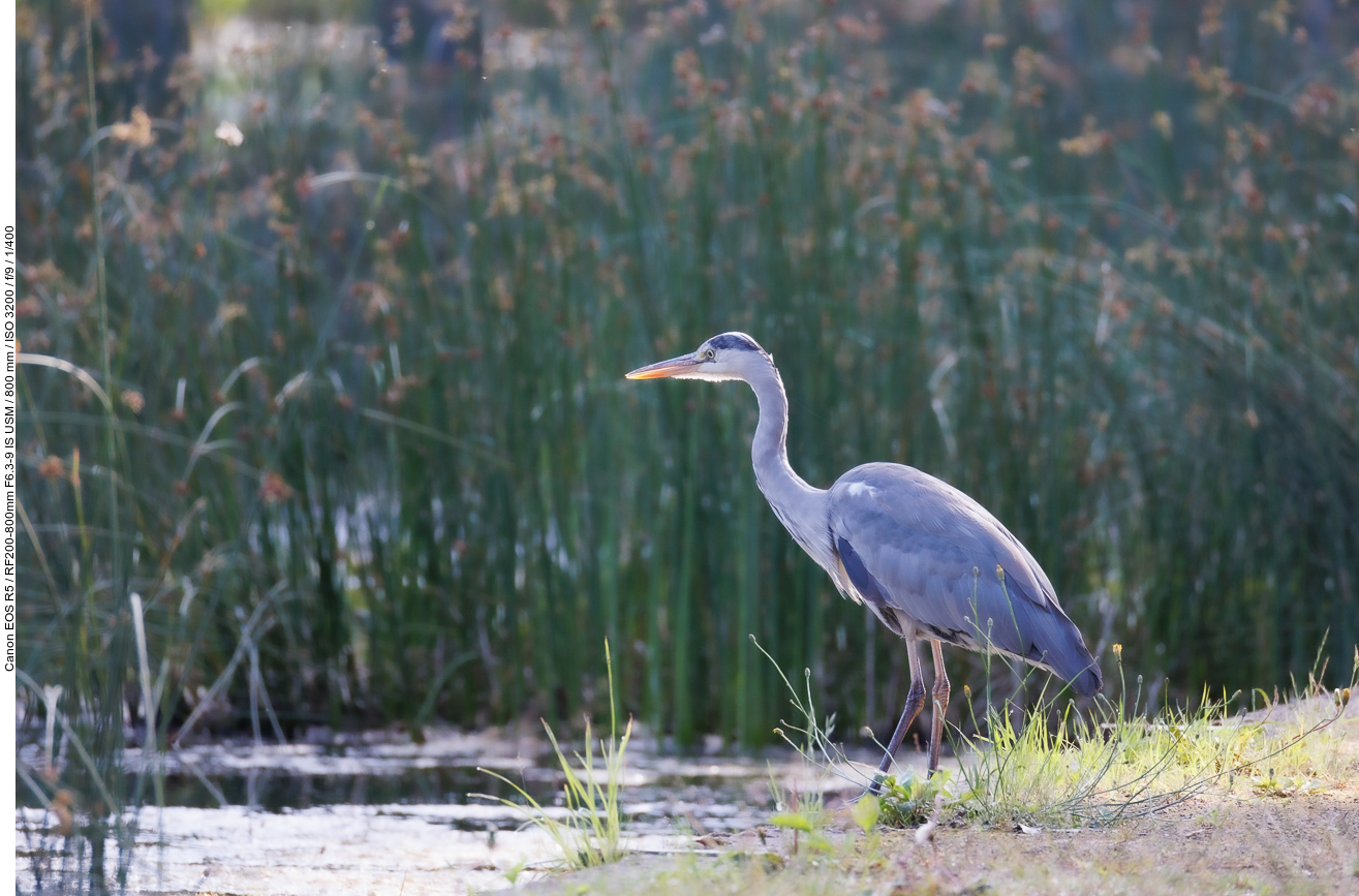 Graureiher [Ardea cinerea]