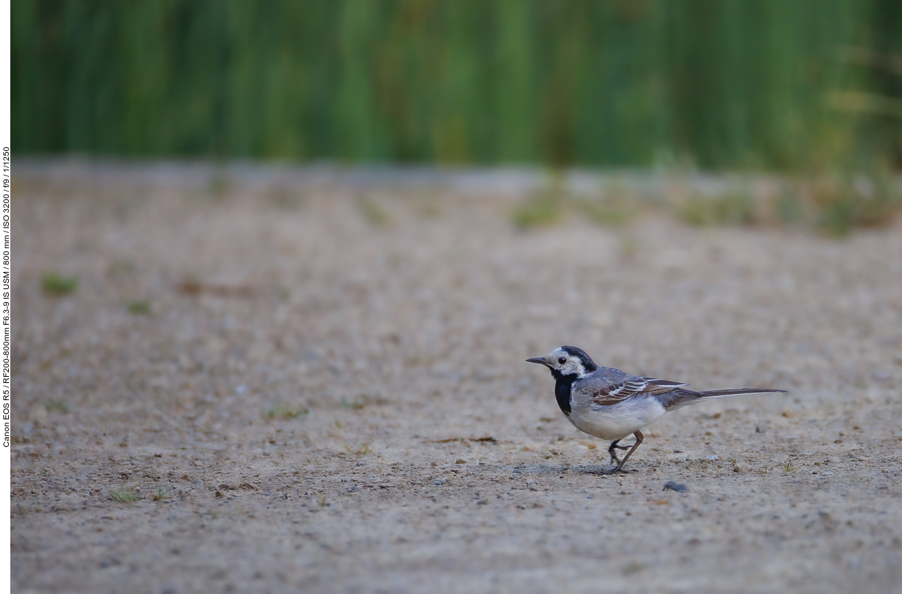 Bachstelze [Motacilla alba], leider nicht ganz scharf