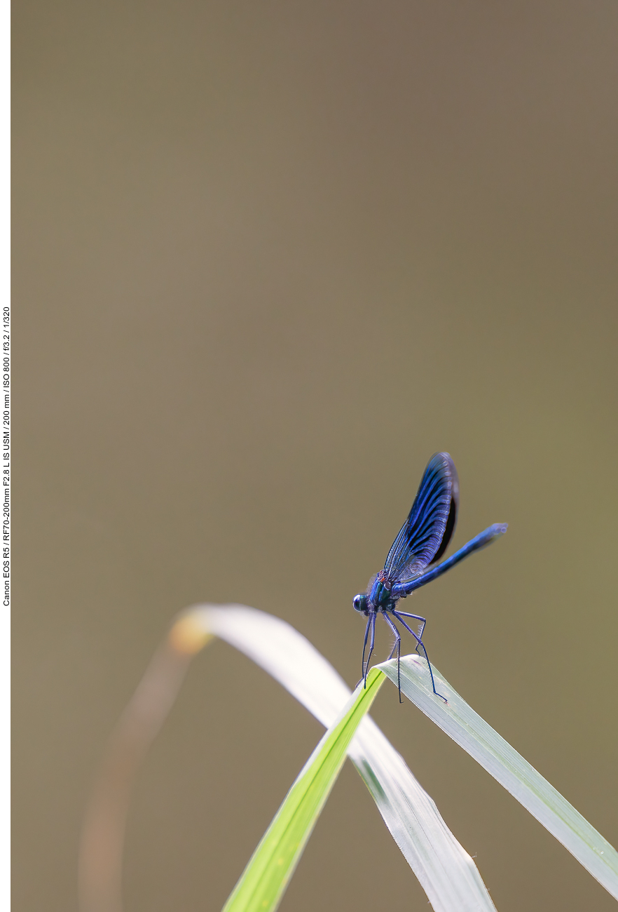 Blauflügel-Prachtlibelle [Calopteryx virgo]