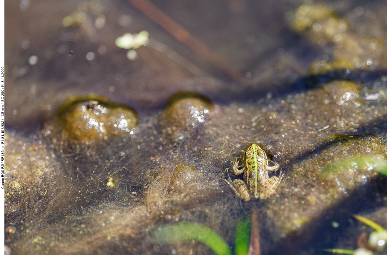 Evtl. ein Kleiner Wasserfrosch [Pelophylax lessonae]
