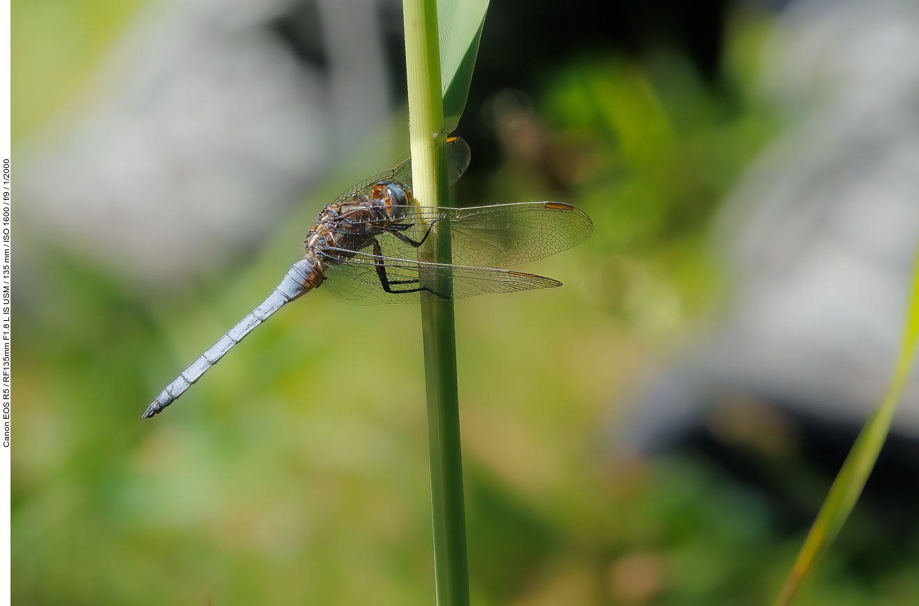 Kleiner Blaupfeil [Orthetrum coerulescens]