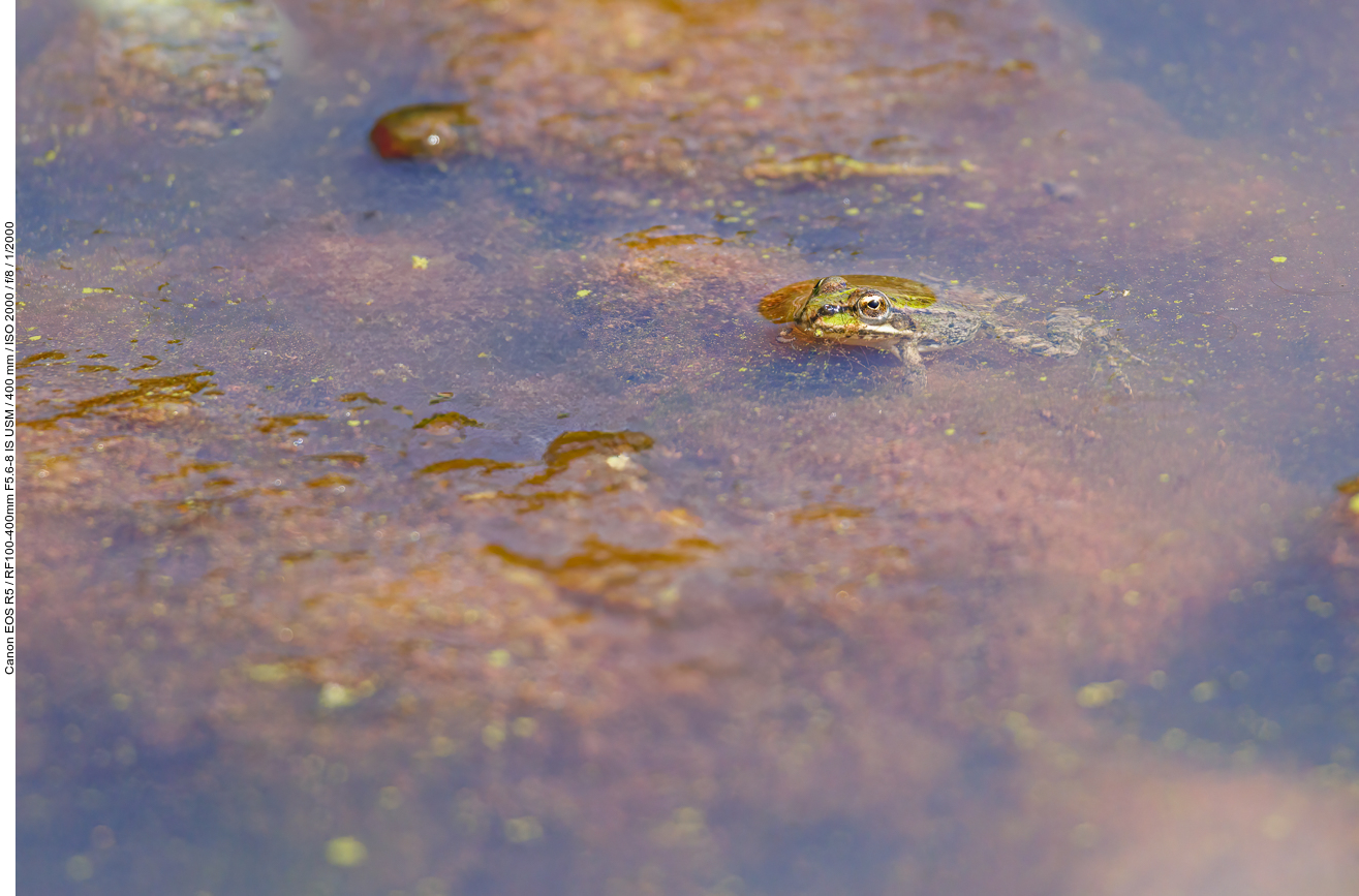 Evtl. ein Kleiner Wasserfrosch [Pelophylax lessonae]