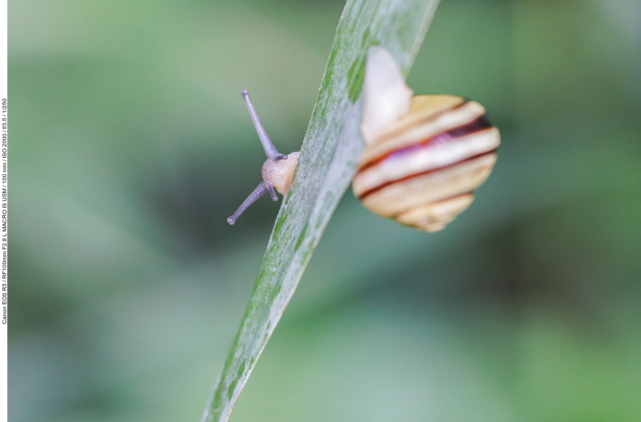 Garten-Bänderschnecke [Cepaea hortensis]