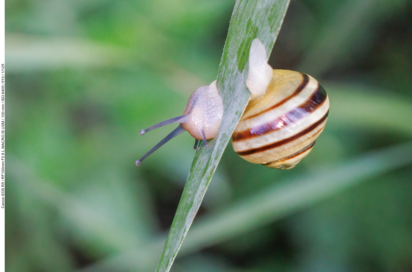 Garten-Bänderschnecke [Cepaea hortensis]