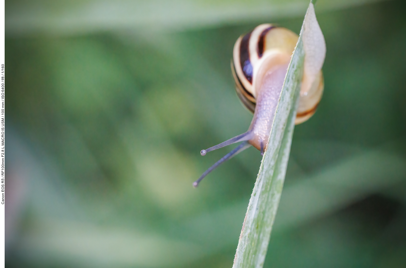 Garten-Bänderschnecke [Cepaea hortensis]