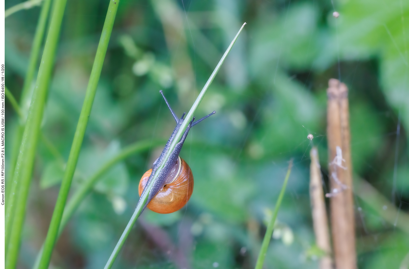 Große Glanzschnecke [Oxychilus draparnaudi]