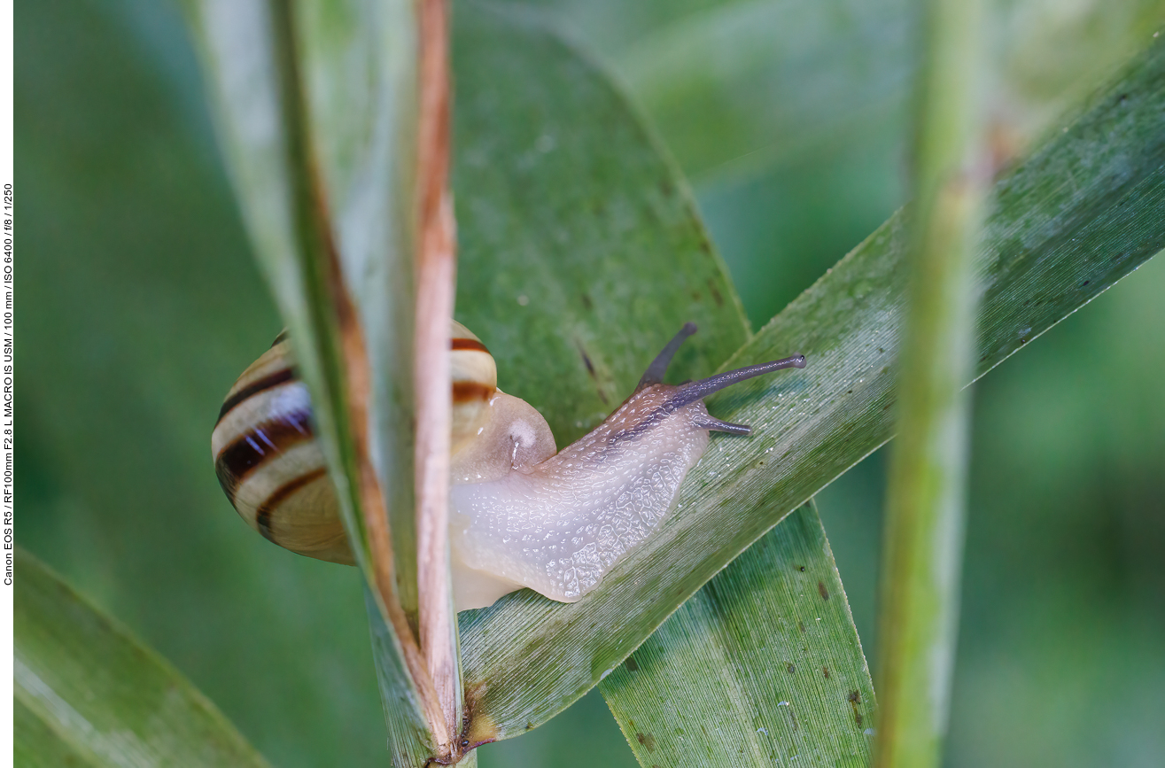 Garten-Bänderschnecke [Cepaea hortensis]