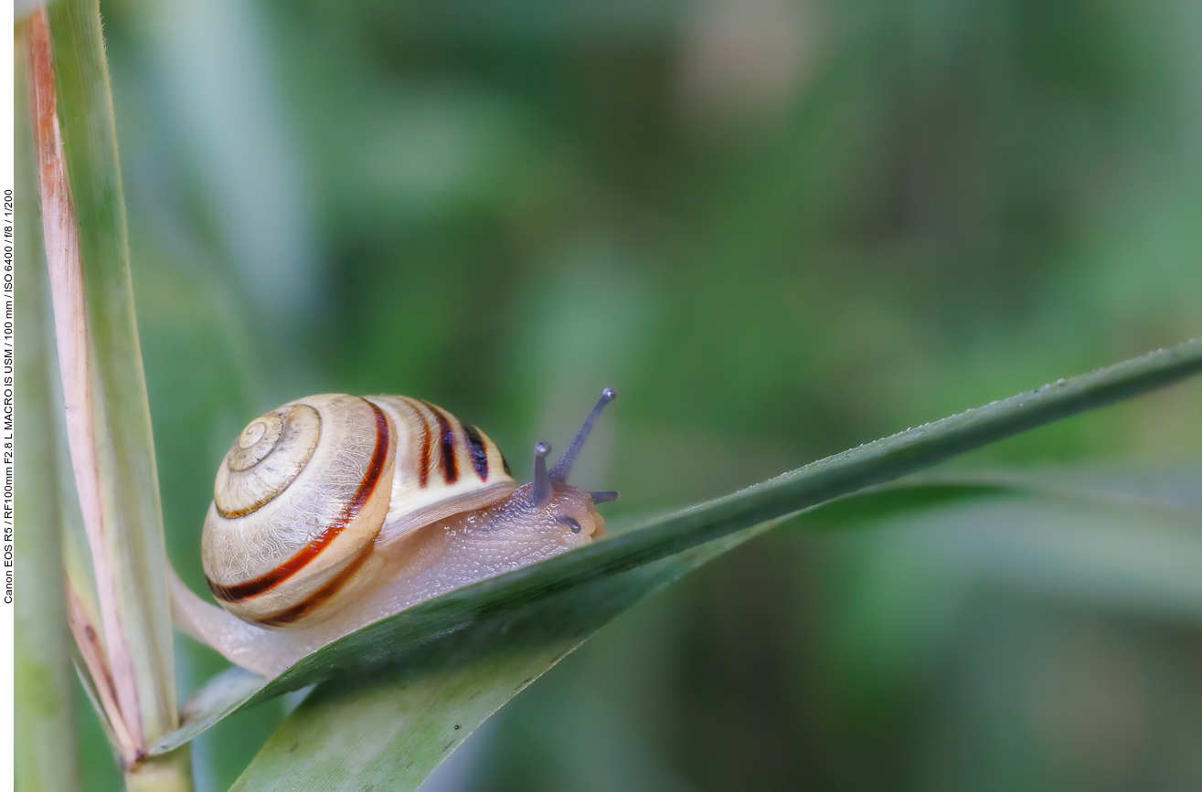 Garten-Bänderschnecke [Cepaea hortensis]