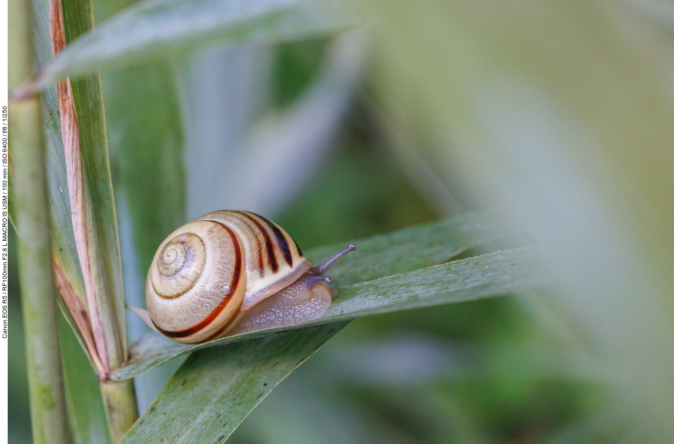 Garten-Bänderschnecke [Cepaea hortensis]
