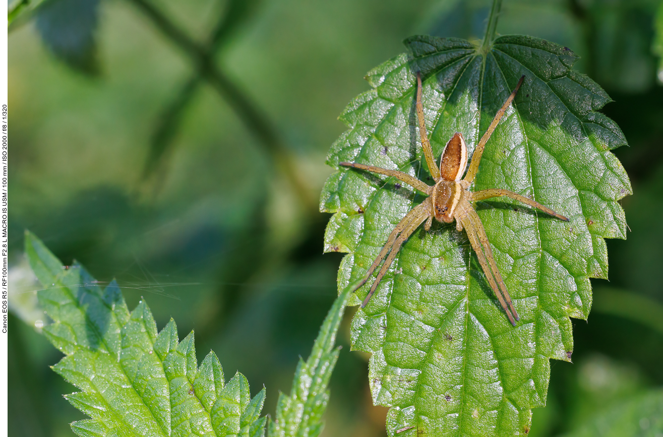 Listspinne [Pisaura mirabilis]