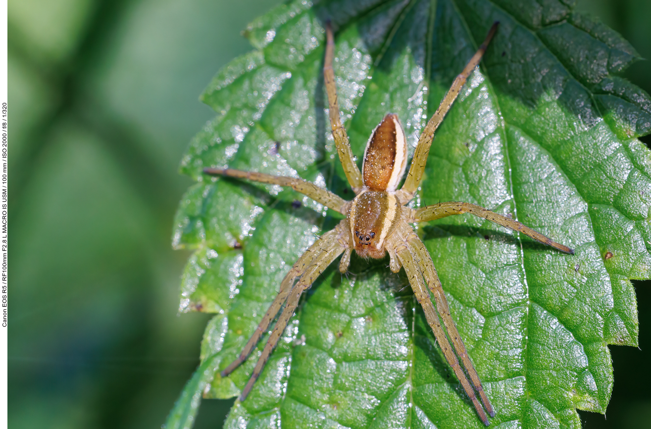 Listspinne [Pisaura mirabilis]