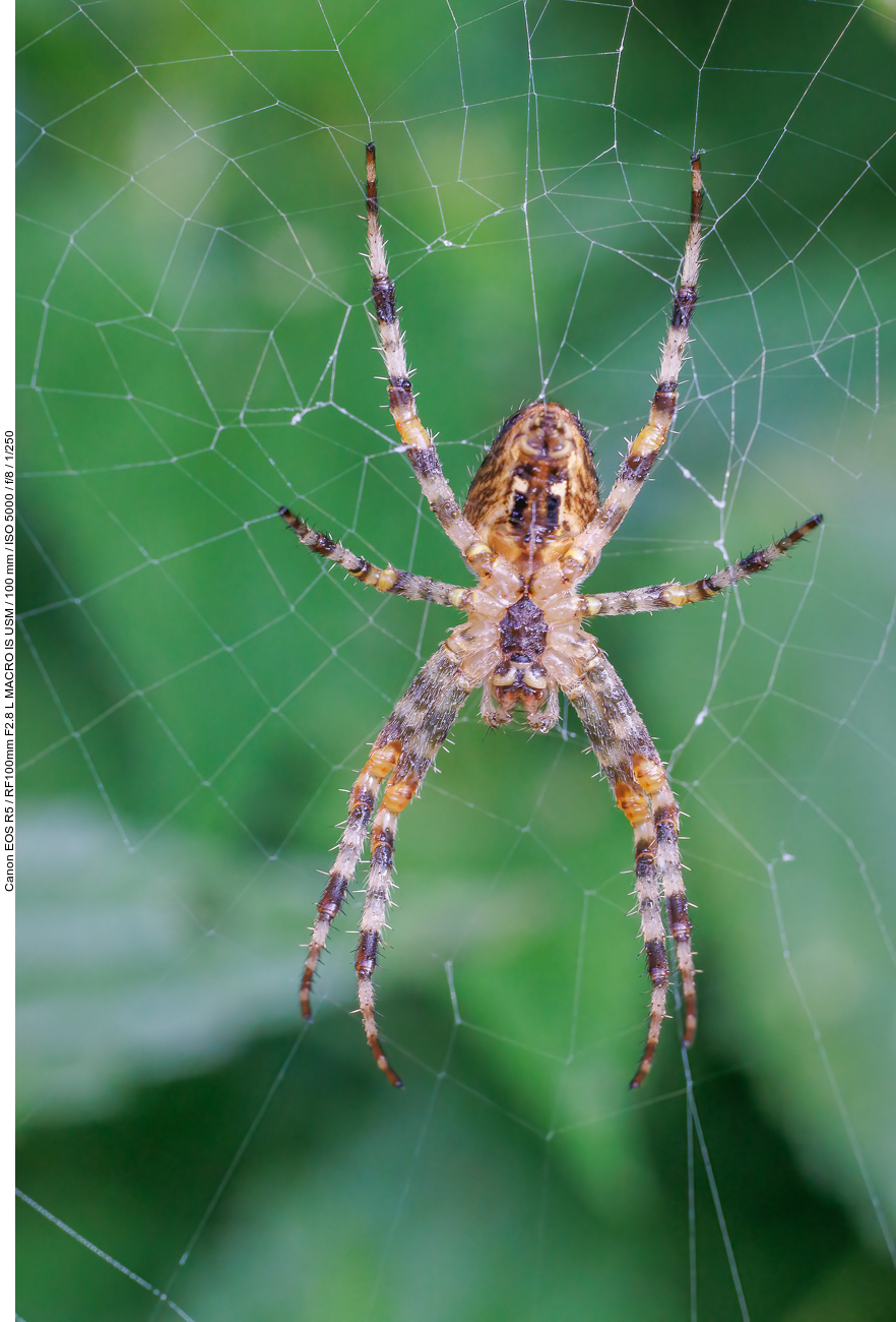 Gartenkreuzspinne [Araneus diadematus]