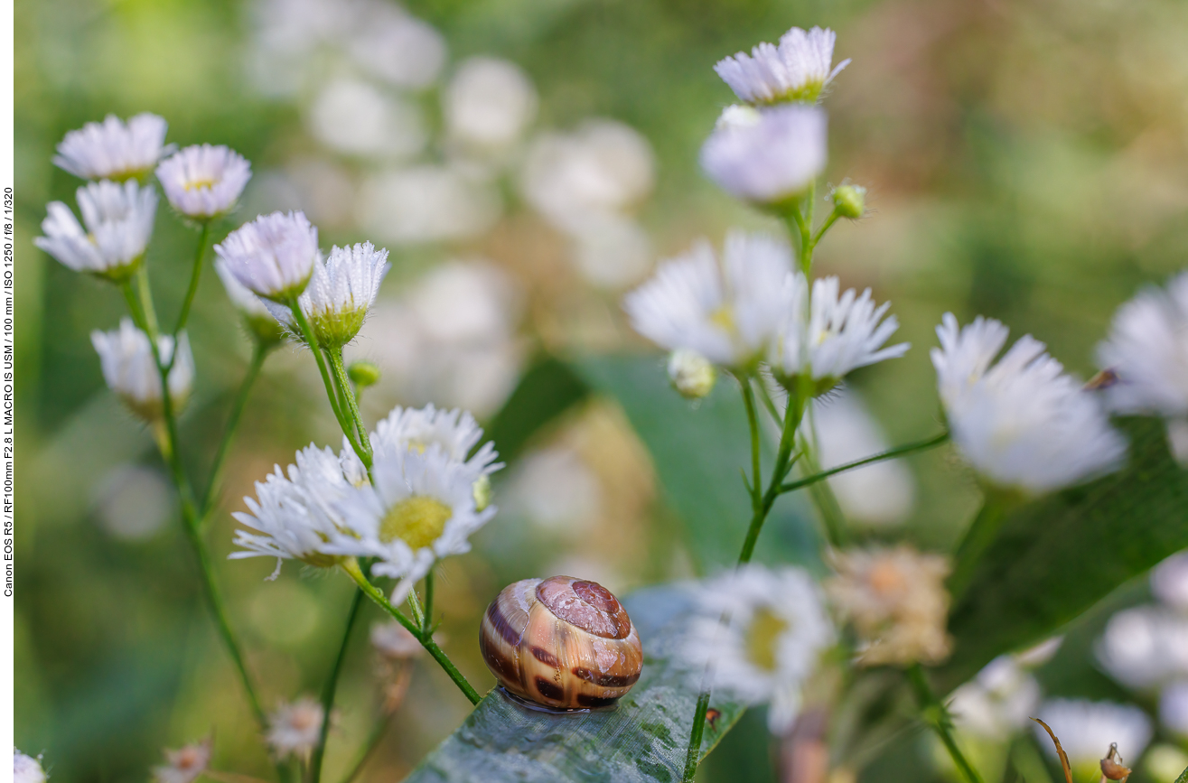 Garten-Bänderschnecke [Cepaea hortensis]
