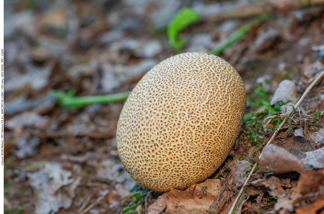 Bovist