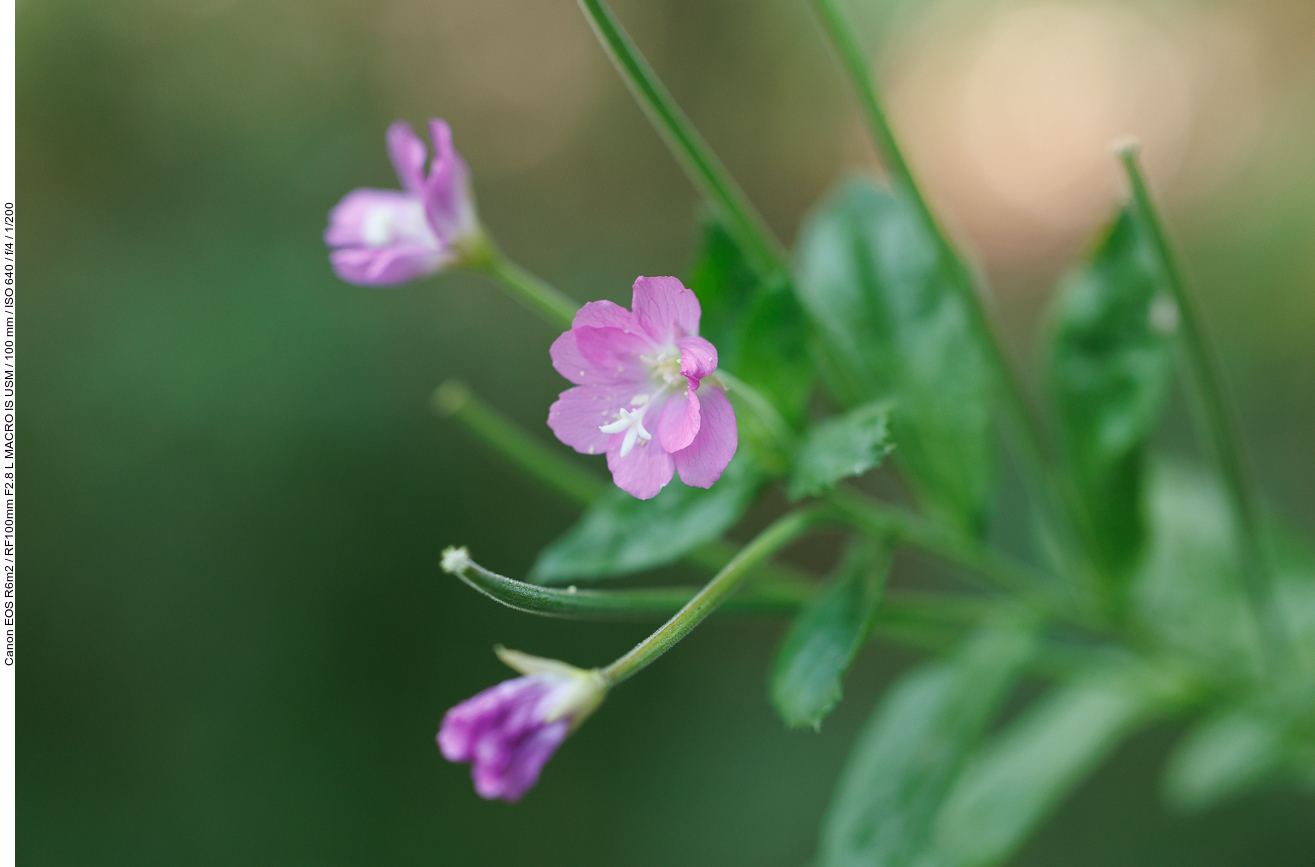 Kleinblütiges Weideröschen [Epilopium parviflorum]
