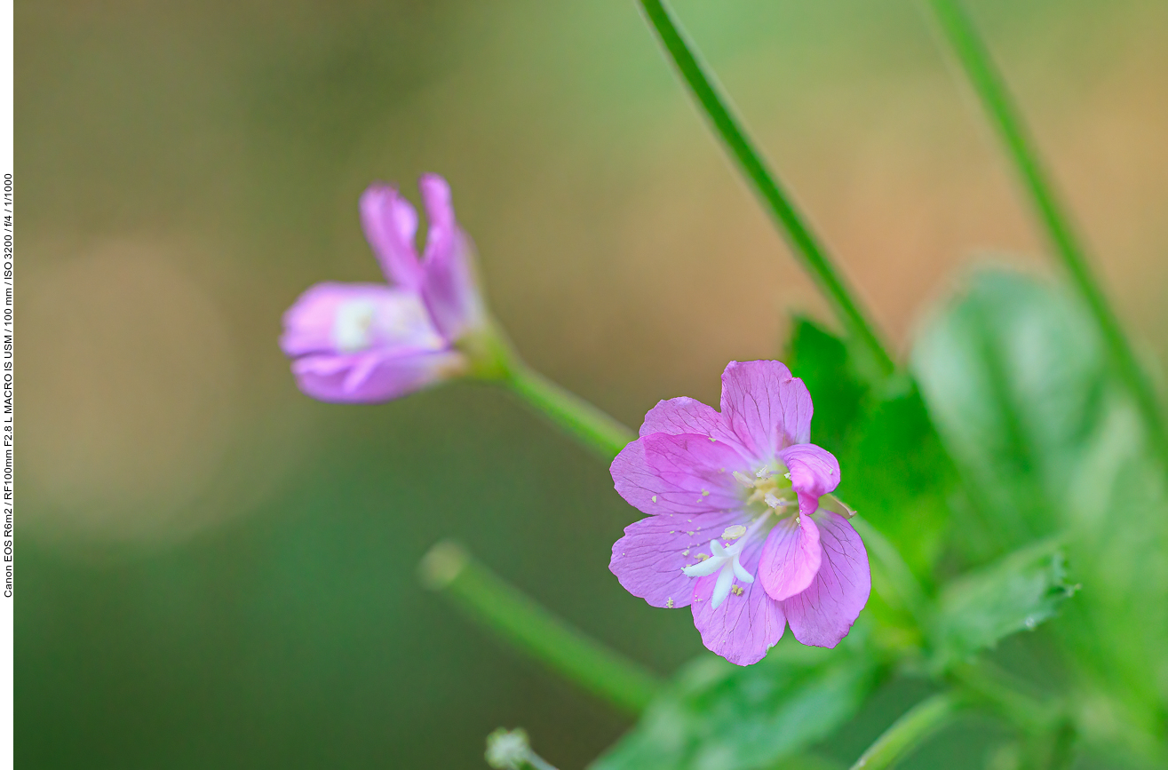 Kleinblütiges Weideröschen [Epilopium parviflorum]