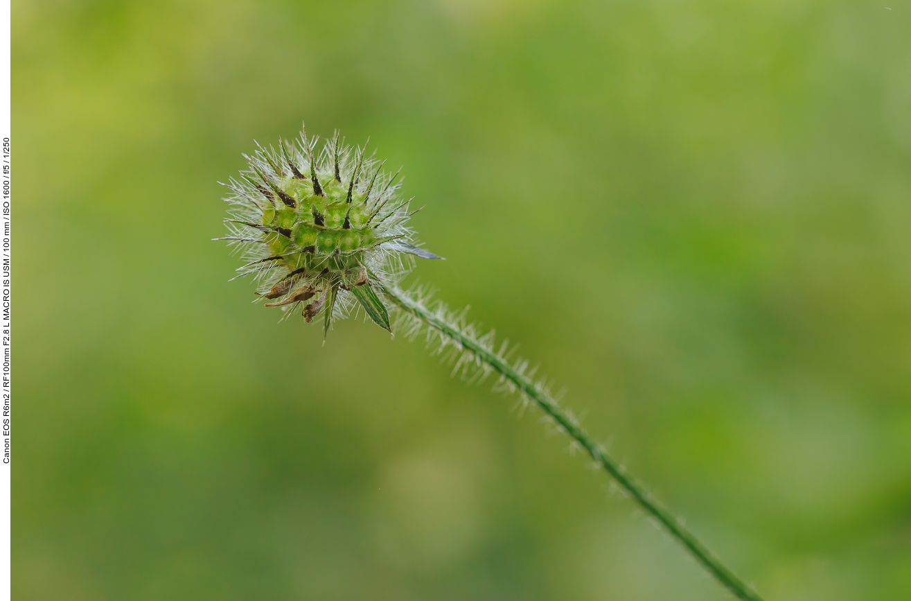 Behaarte Karde [Dipsacus pilosus]