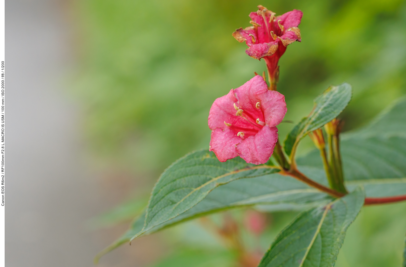 Garten-Weigelie [Weigela hortensis]