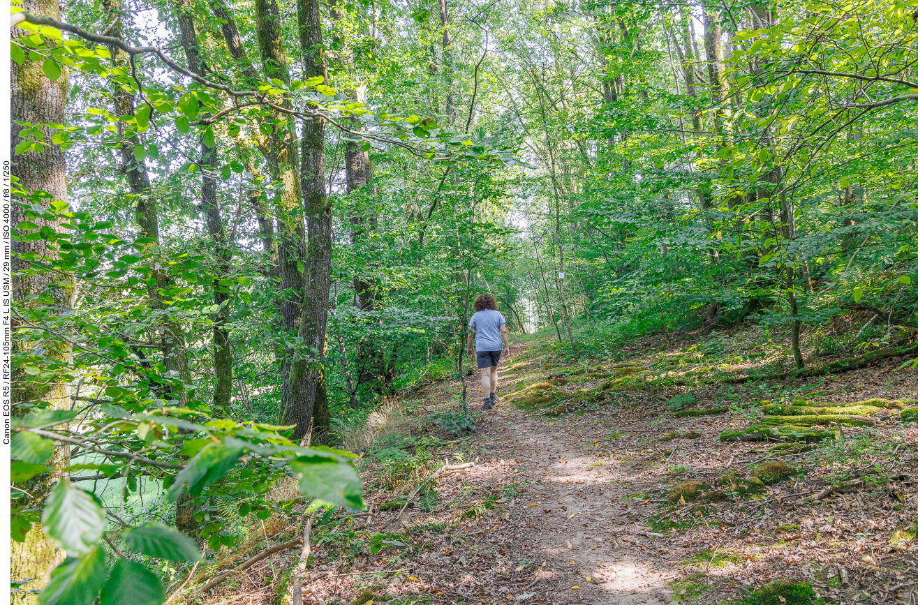 Schmaler Waldweg