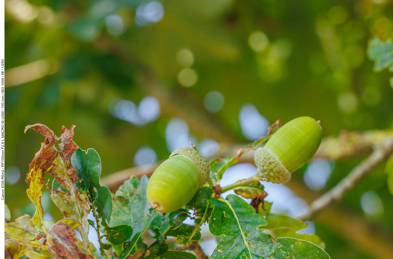 Eicheln einer Traubeneiche [Quercus petraea]