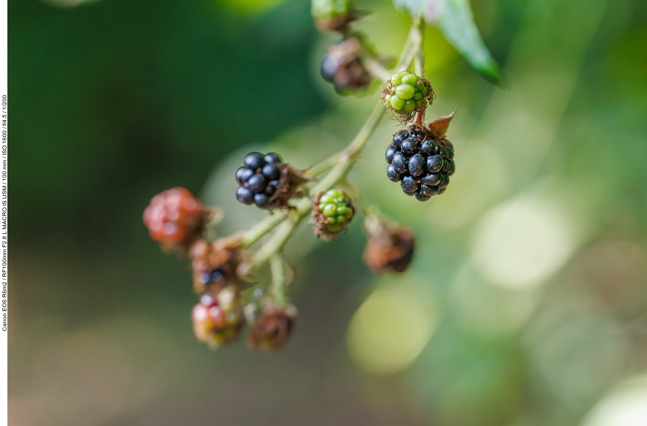 Brombeere [Rubus fruticosus]