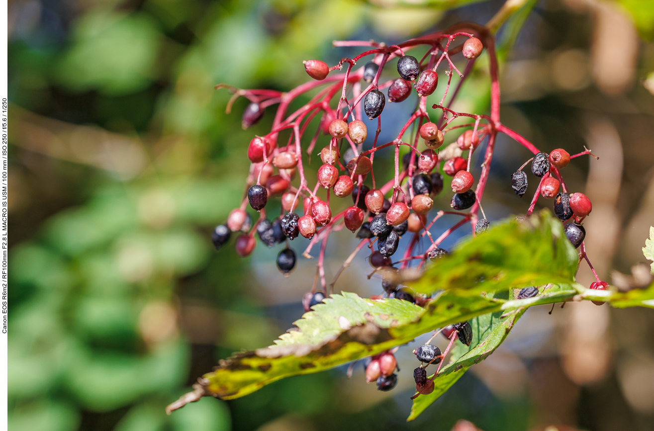 Holunder [Sambucus nigra]