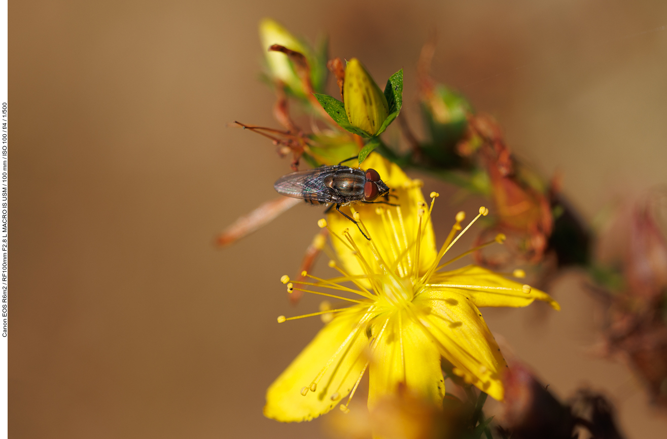 Fliege auf Johanniskraut [Hypericum annulatum]