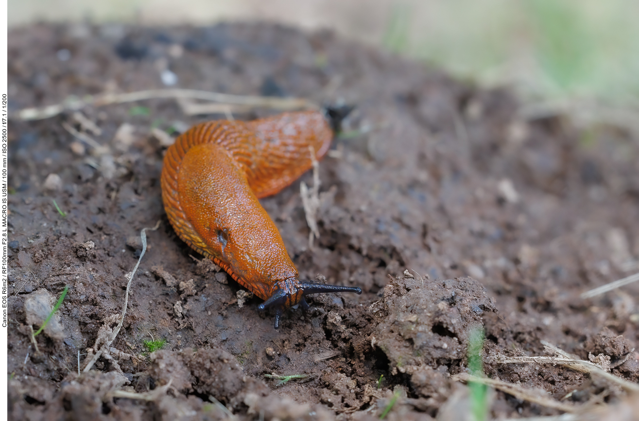 Spanische Wegschnecke [Arion vulgaris]